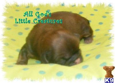Champion Line Shih Tzu Puppies Ready In December